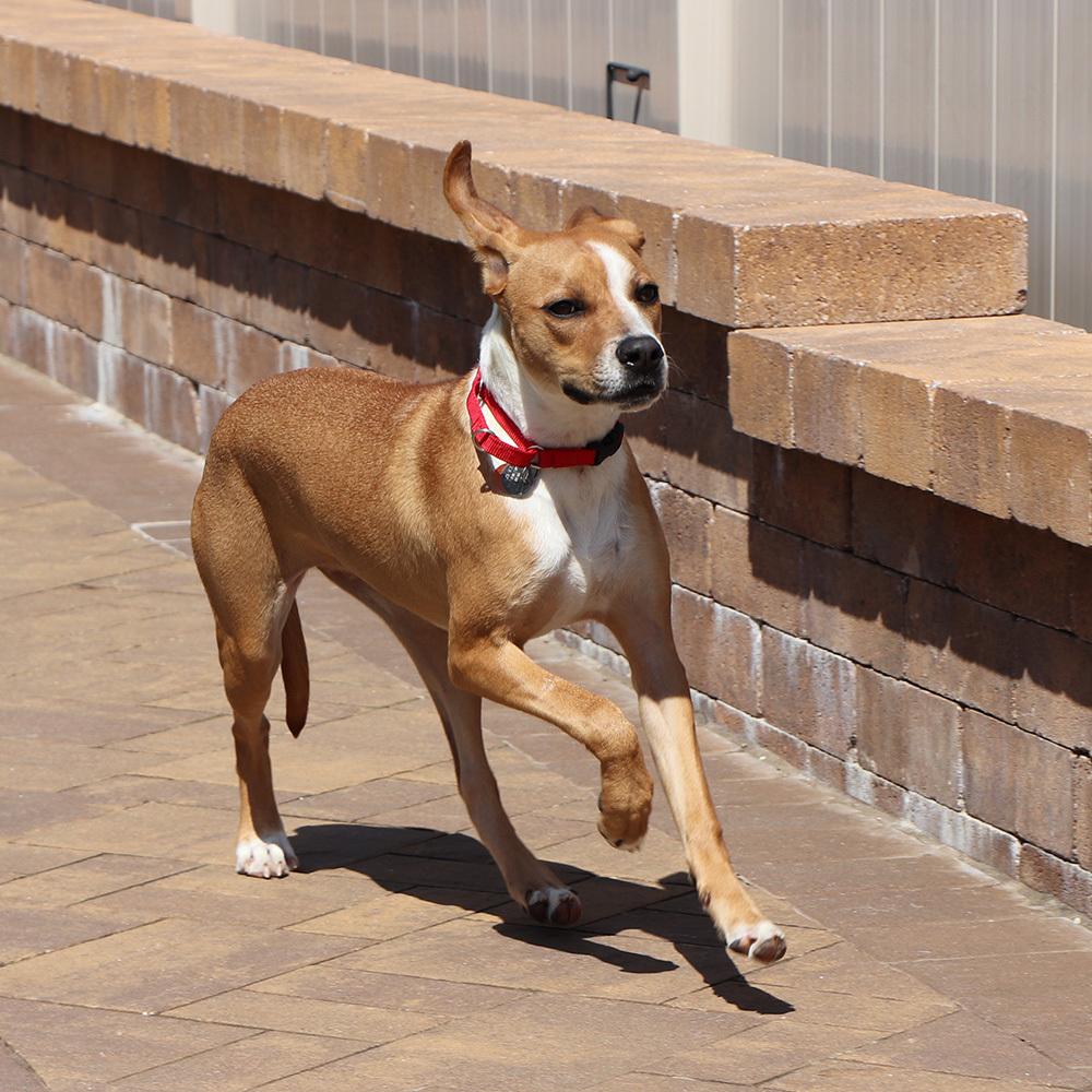 Grace, a Adoptable mixed breed in Port Washington, NY image 2/5