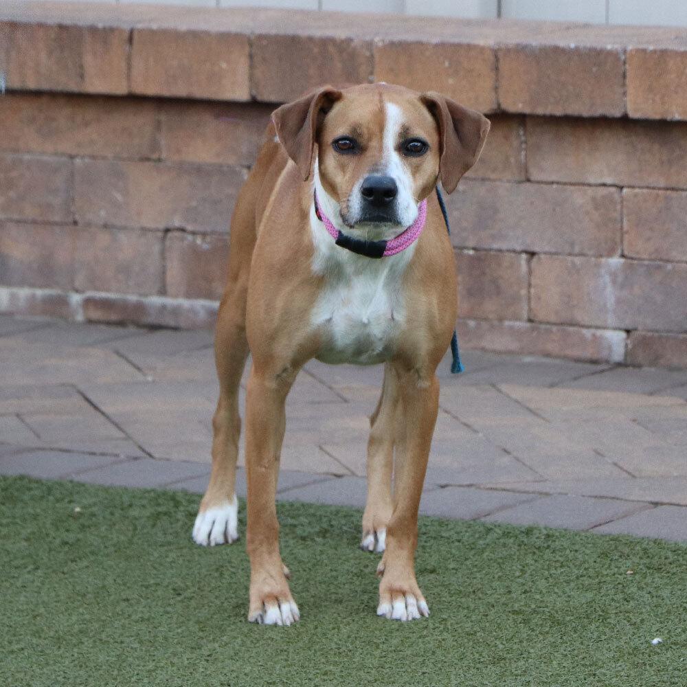 Enlarge Grace, a Adoptable mixed breed in Port Washington, NY image 3/4