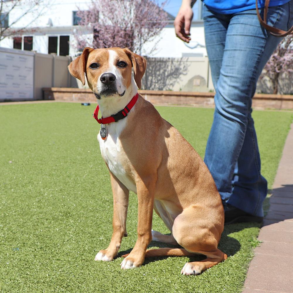 Grace, a Adoptable mixed breed in Port Washington, NY image 3/5
