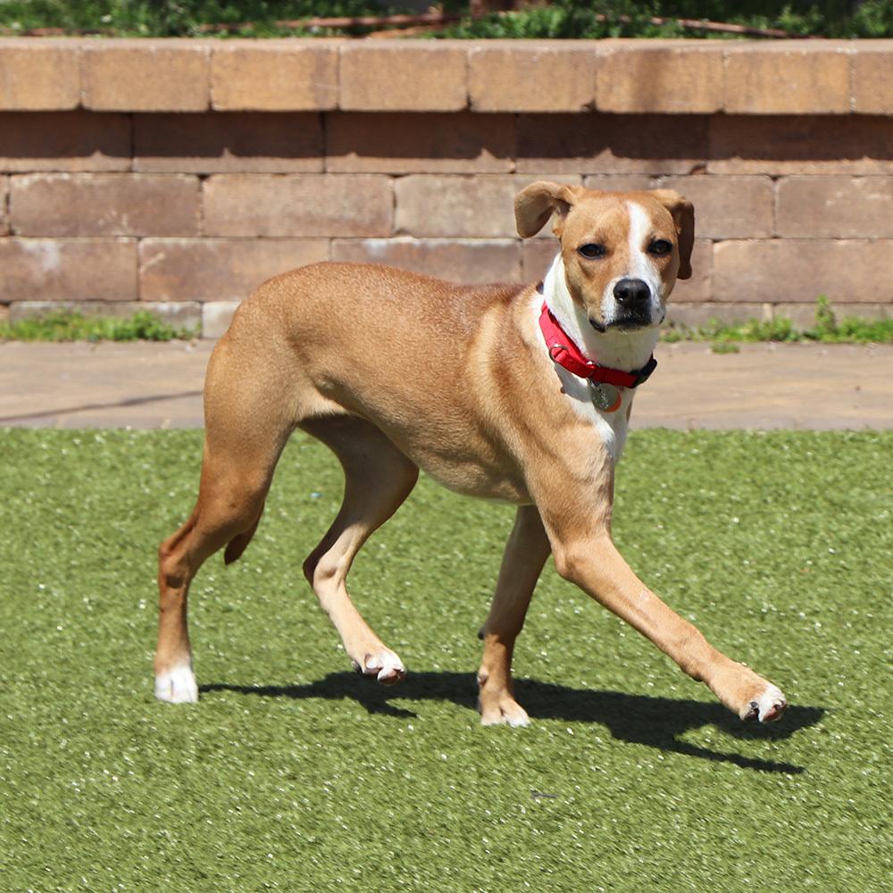 Grace, a Adoptable mixed breed in Port Washington, NY image 4/5