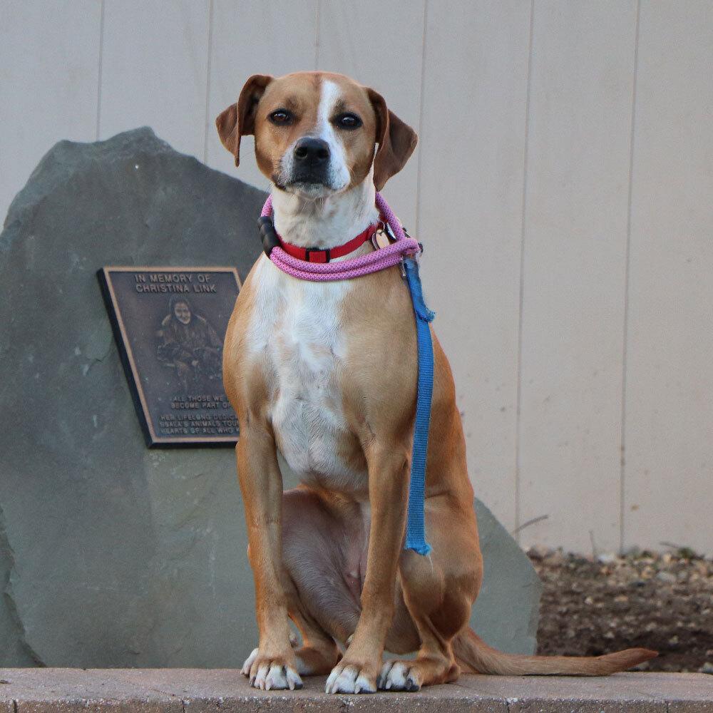 Enlarge Grace, a Adoptable mixed breed in Port Washington, NY image 4/4
