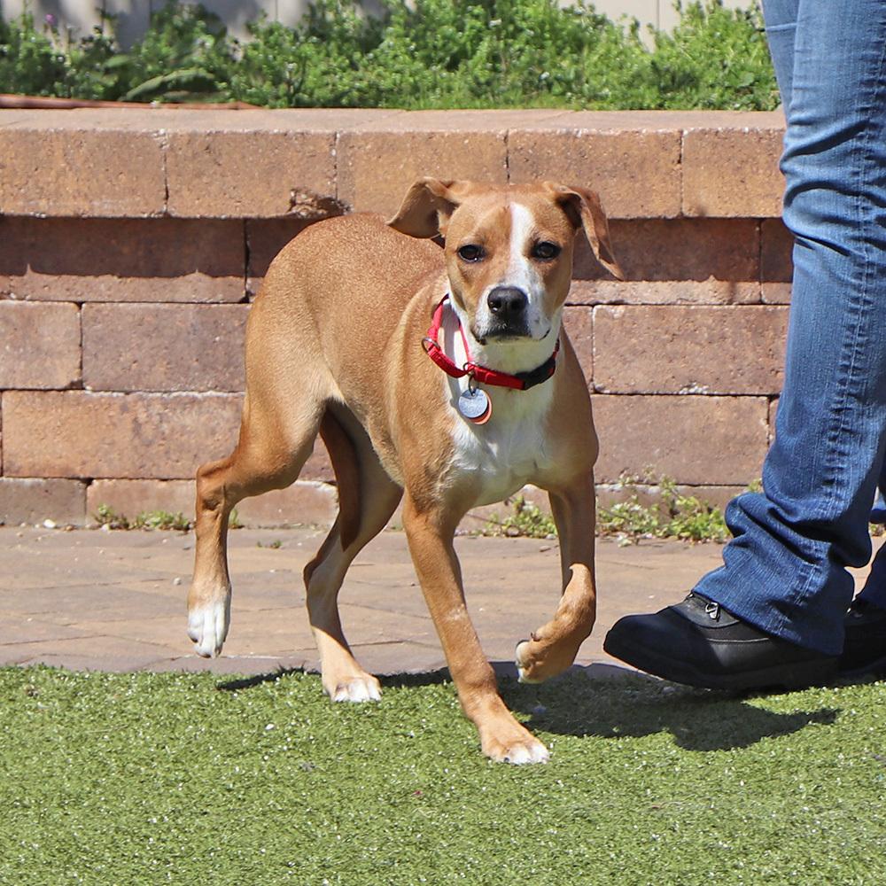 Grace, a Adoptable mixed breed in Port Washington, NY image 5/5