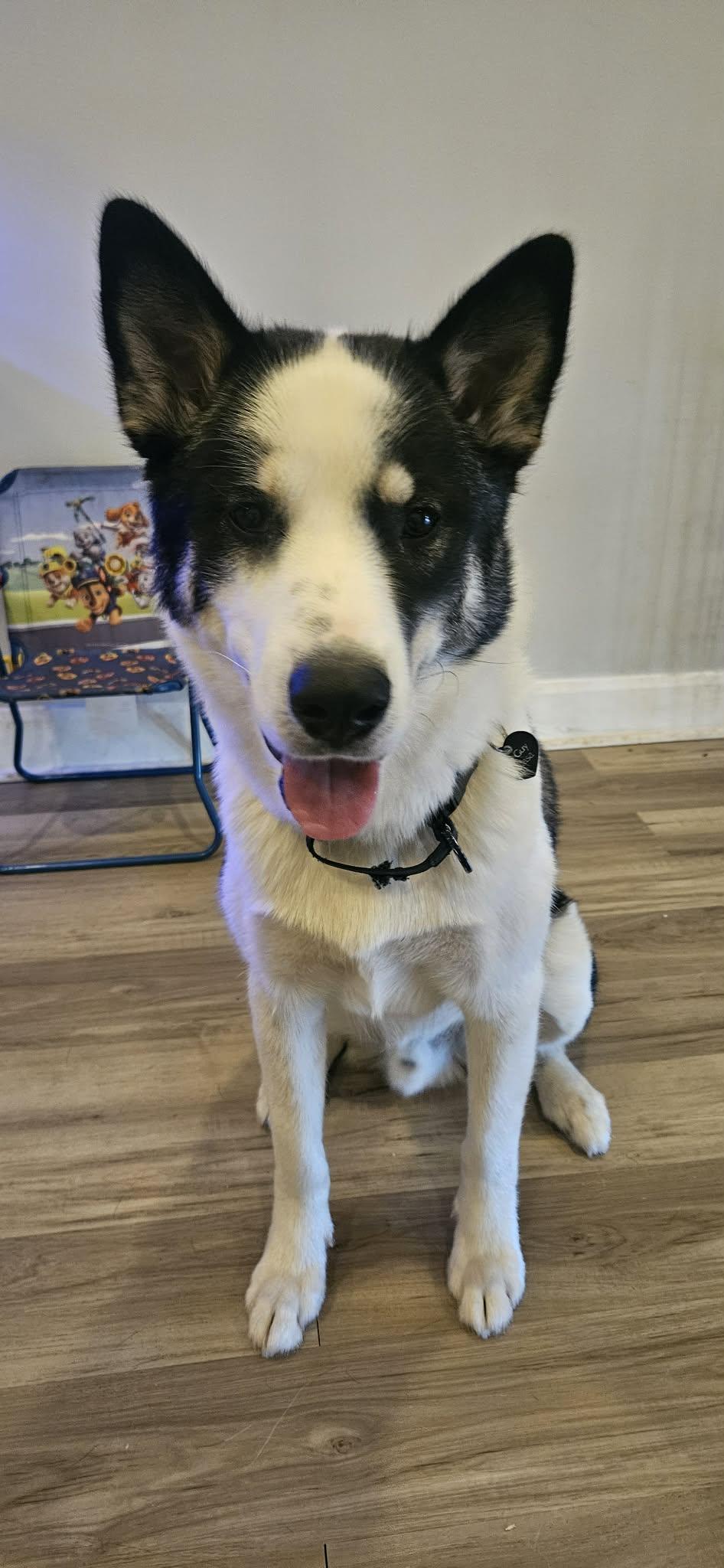 Blue, a ADOPTABLE mixed breed in Pointe-Claire, QC image 4/6