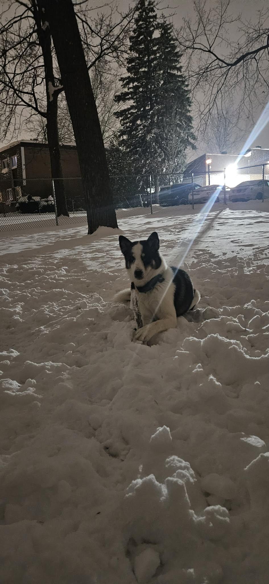 Blue, a ADOPTABLE mixed breed in Pointe-Claire, QC image 5/6
