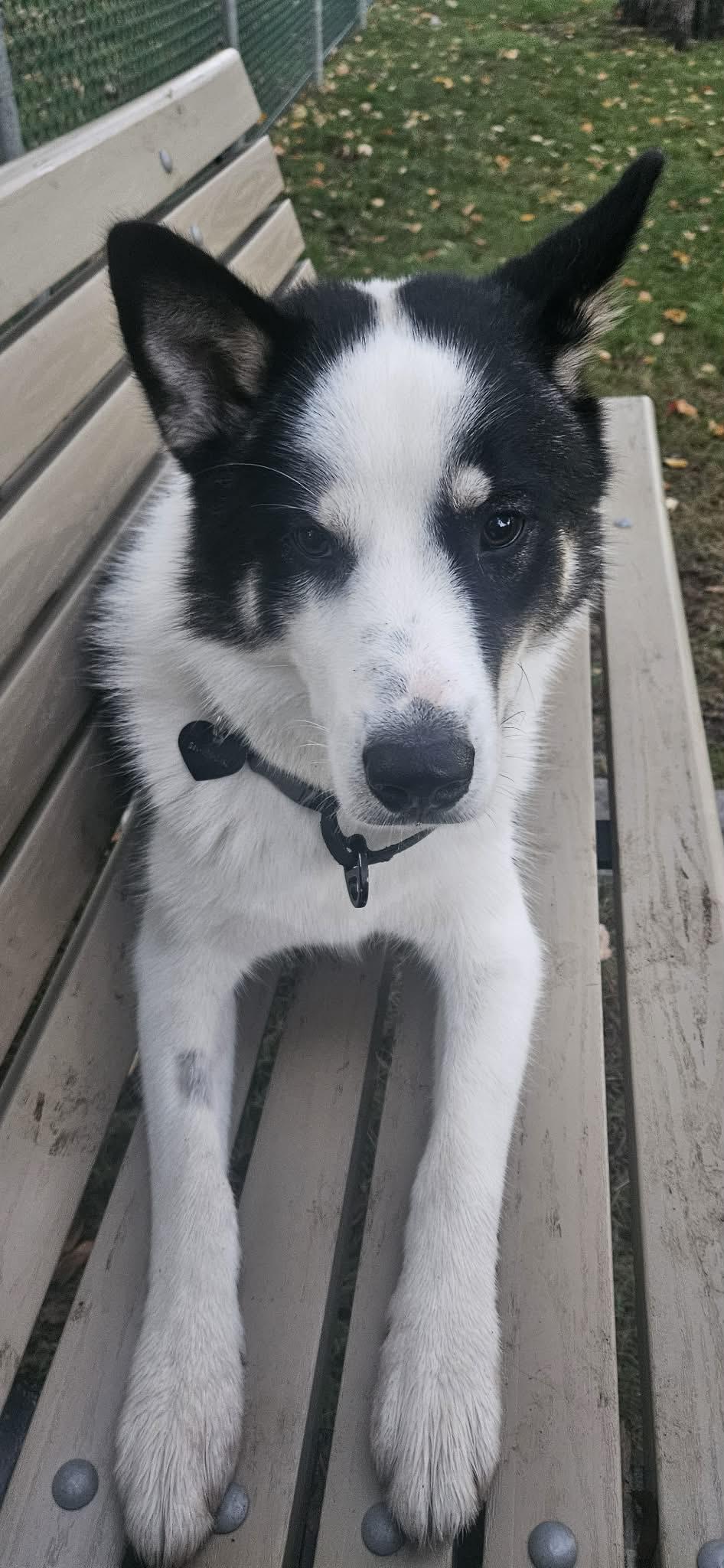 Blue, a ADOPTABLE mixed breed in Pointe-Claire, QC image 3/6