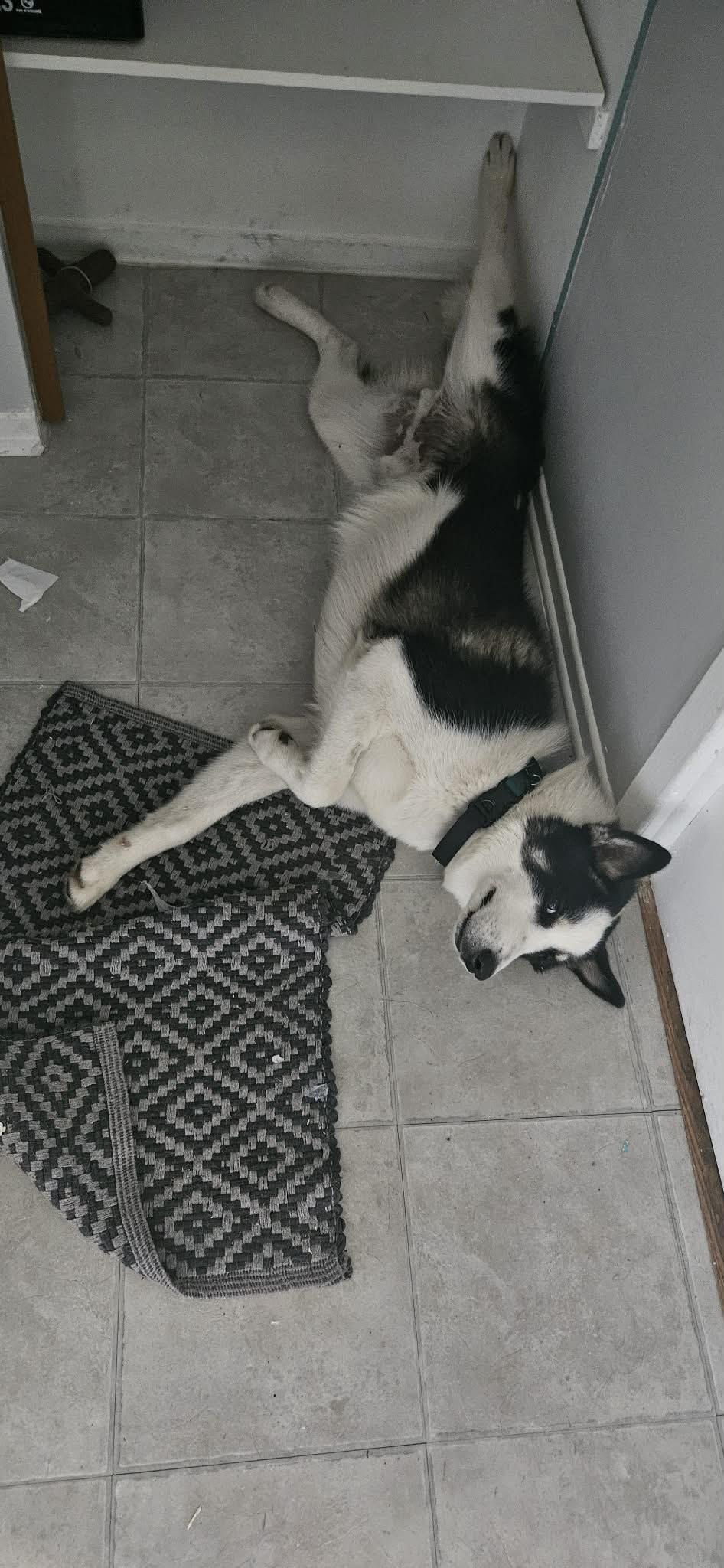 Blue, a ADOPTABLE mixed breed in Pointe-Claire, QC image 6/6