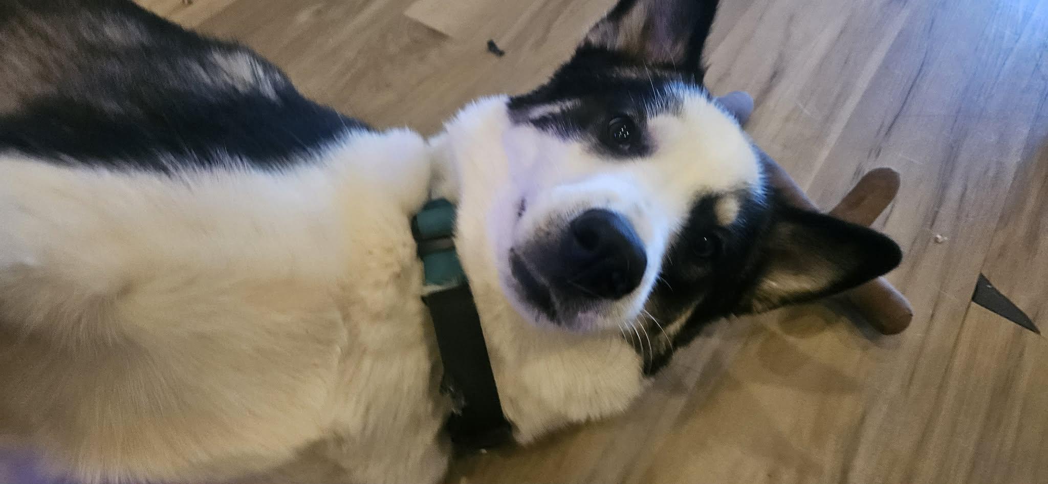 Blue, ADOPTABLE, Young Male Border Collie & Husky.