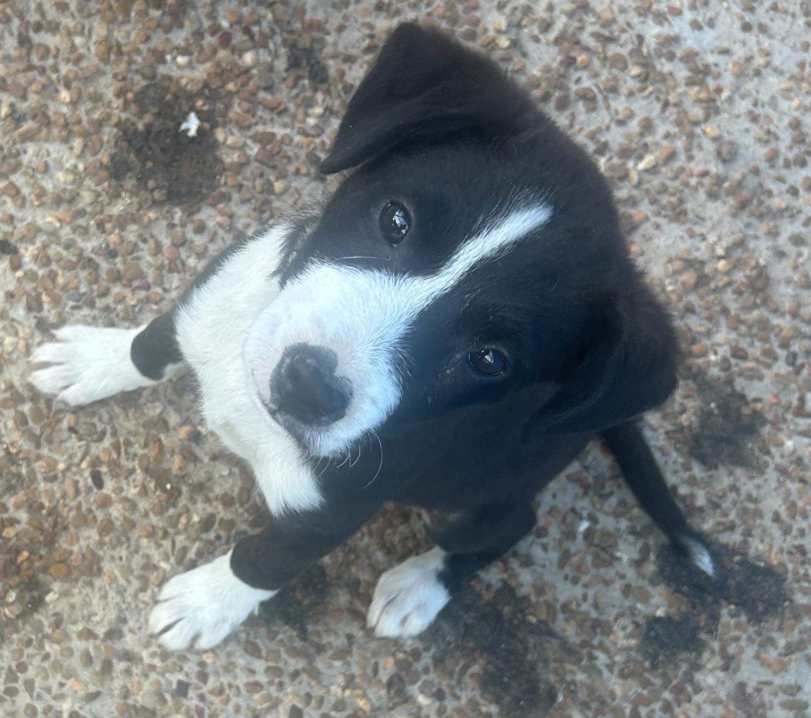 Lily, adopted, Puppy Female Mixed Breed.
