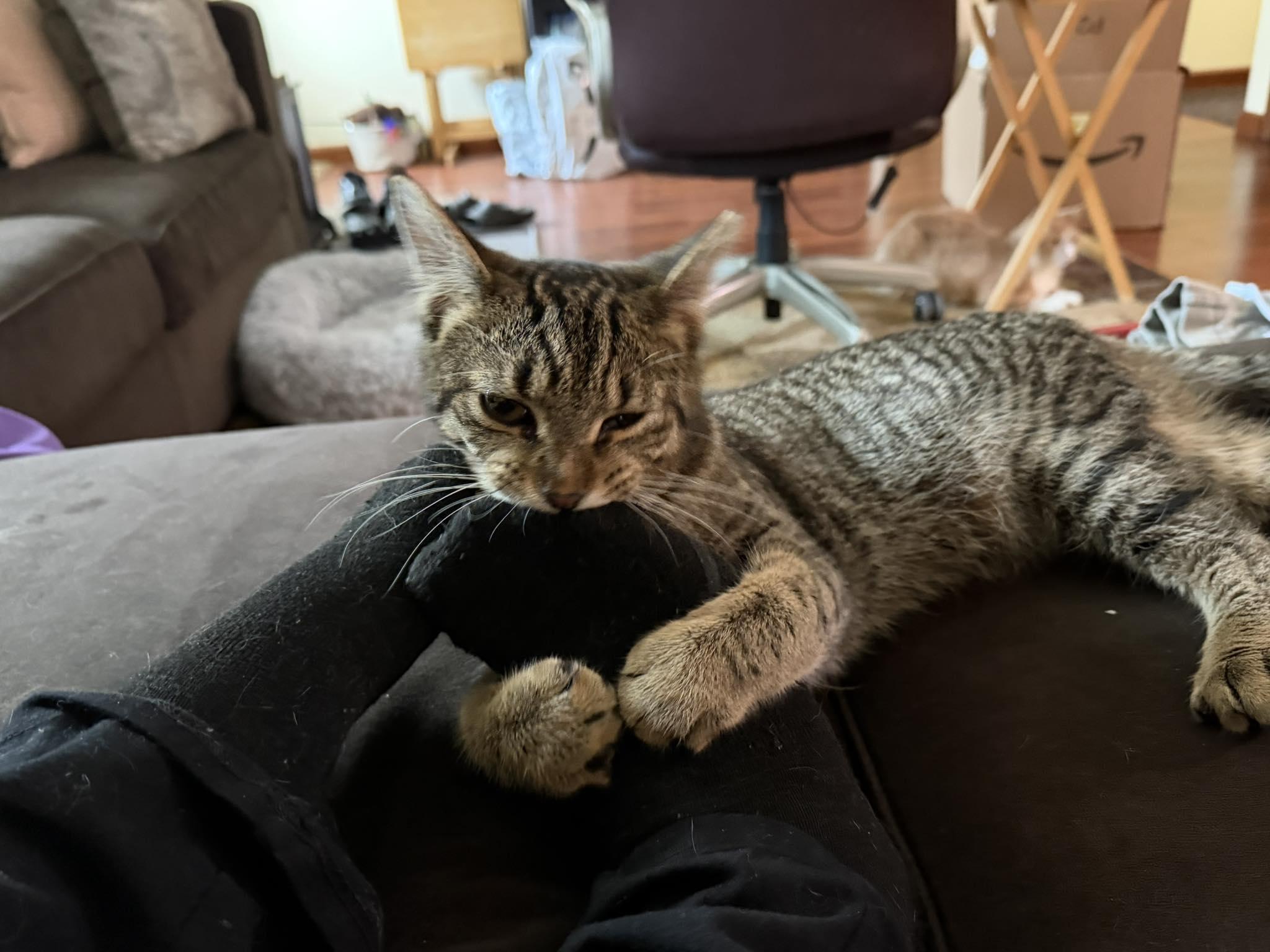 Enlarge London Boy, a ADOPTABLE Domestic Short Hair in Cleveland, OH image 2/3