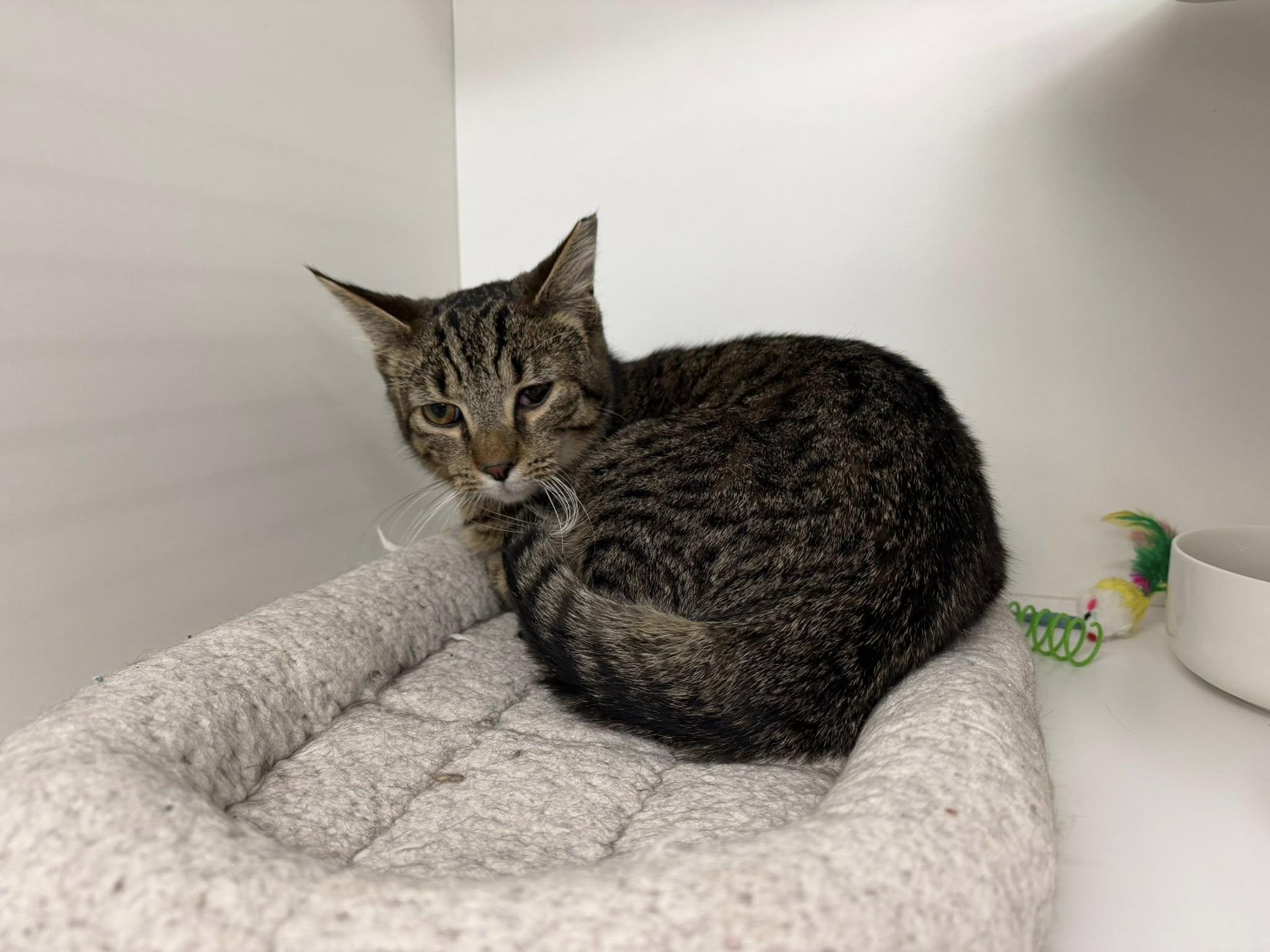 Enlarge London Boy, a ADOPTABLE Domestic Short Hair in Cleveland, OH image 3/3