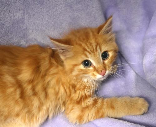 Gingersnap, Adoptable, Kitten Male Domestic Medium Hair.
