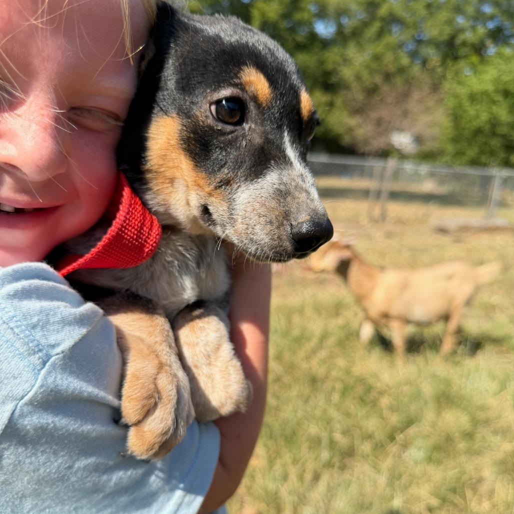 Bluey, Adoptable, Puppy Female Australian Cattle Dog / Blue Heeler.