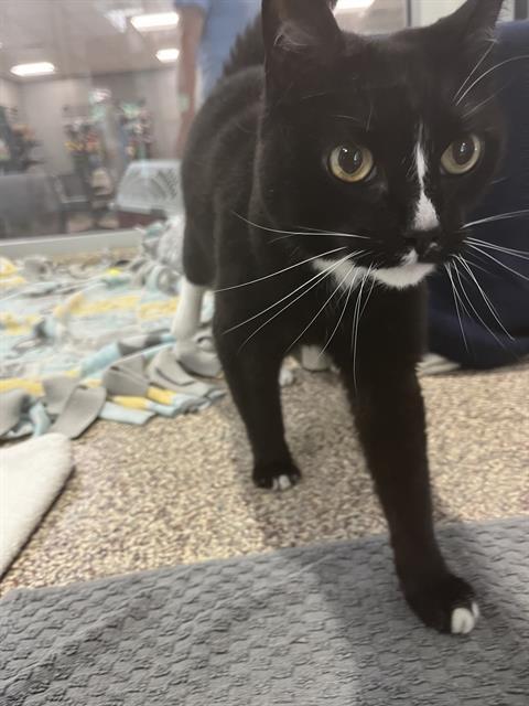 SELENE, Adoptable, Senior Female Domestic Short Hair.
