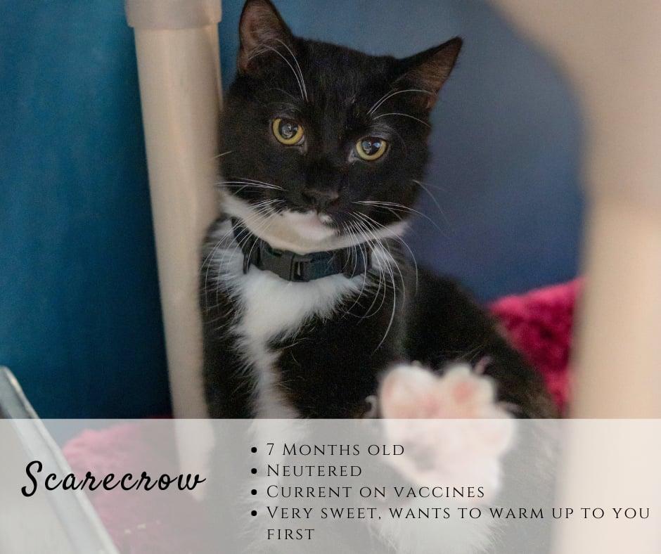 Enlarge Scarecrow, a ADOPTABLE Domestic Short Hair in Junction City, KS image 1/1