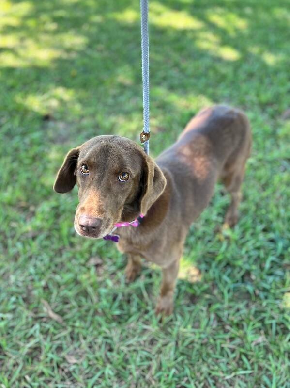 Enlarge Molly (lab), a Adoptable mixed breed in Aiken, SC image 1/3