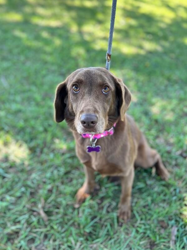 Enlarge Molly (lab), a Adoptable mixed breed in Aiken, SC image 2/3