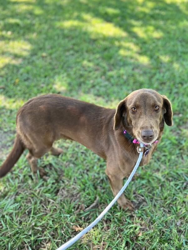 Enlarge Molly (lab), a Adoptable mixed breed in Aiken, SC image 3/3