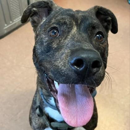 Baba Yaga, adoptable, Young Male Terrier.