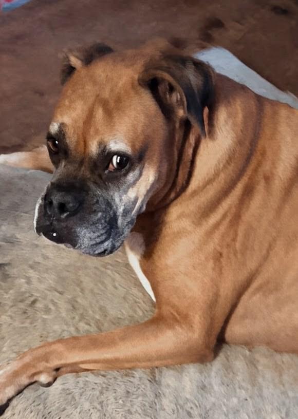 Enlarge Roscoe, an adoptable Boxer in Brainerd, MN image 2/3