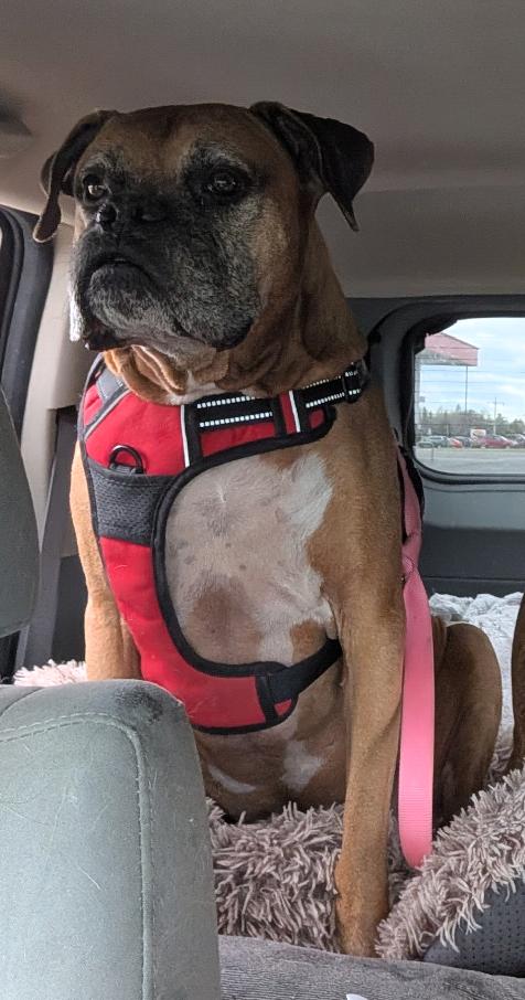 Enlarge Roscoe, an adoptable Boxer in Brainerd, MN image 3/3