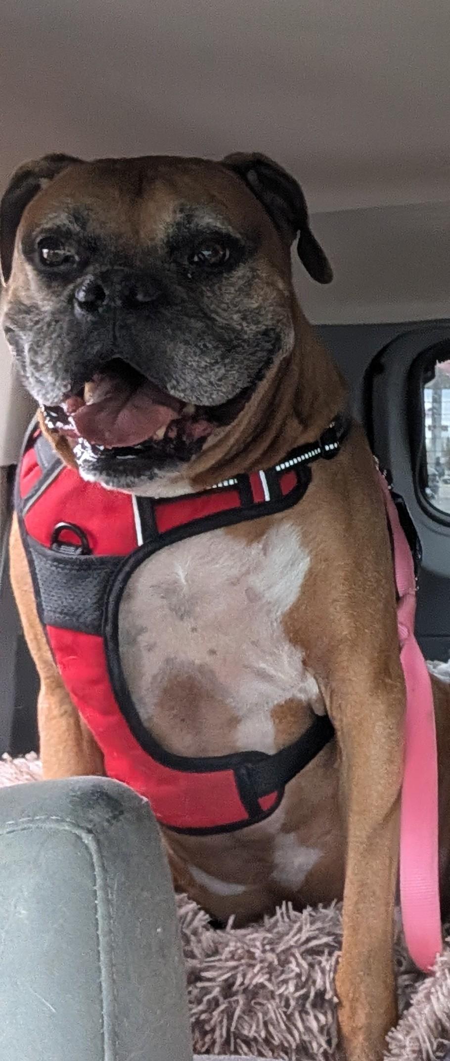 Enlarge Roscoe, an adoptable Boxer in Brainerd, MN image 1/3
