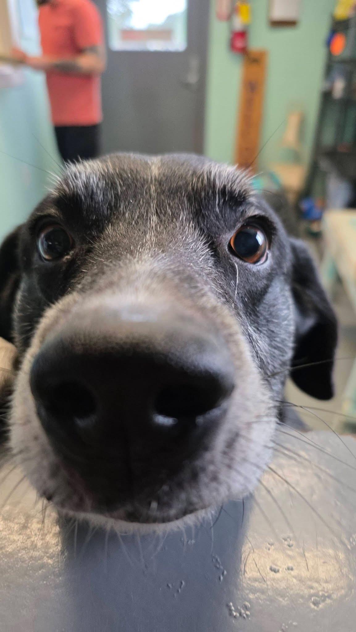 Harley- I Promise Im Still a Good Boy, Adoptable, Senior Male Black Labrador Retriever.