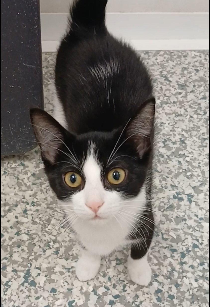 Enlarge Andrew, a Adoptable Domestic Short Hair in Bay City, MI image 1/1
