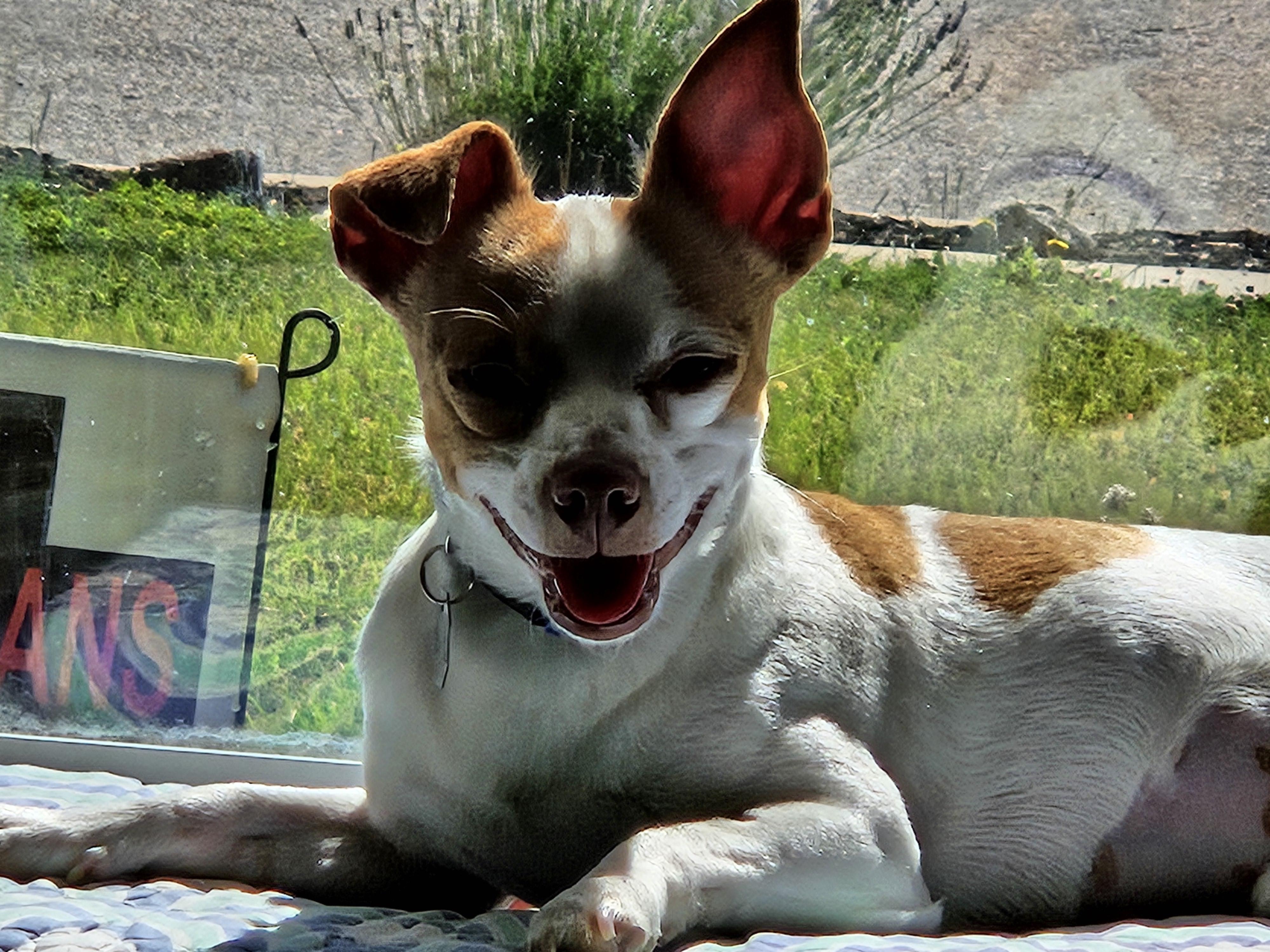 Linkin Bark, a ADOPTABLE Chihuahua in Salt Lake City, UT image 4/4