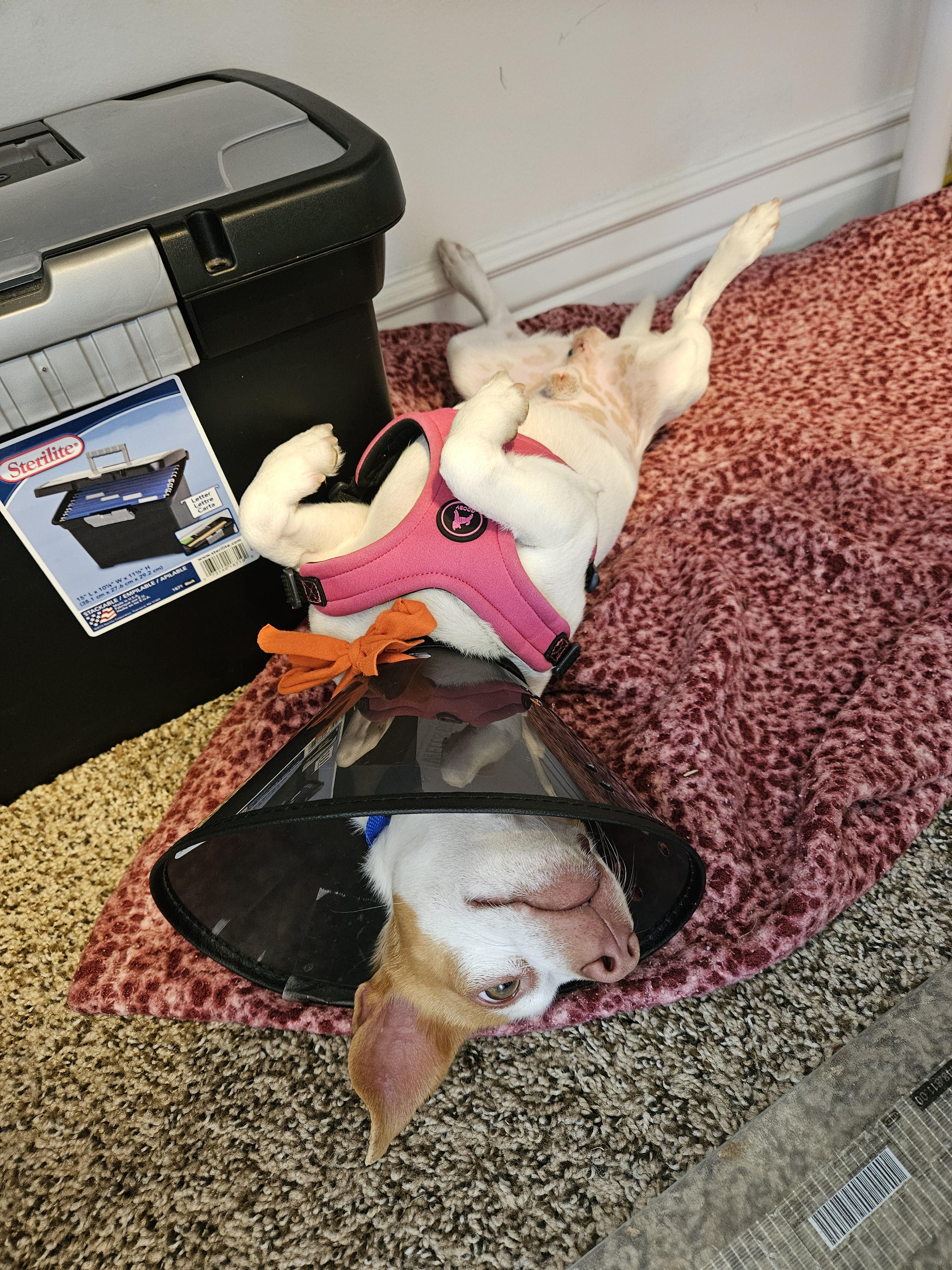 Linkin Bark, a ADOPTABLE Chihuahua in Salt Lake City, UT image 3/4