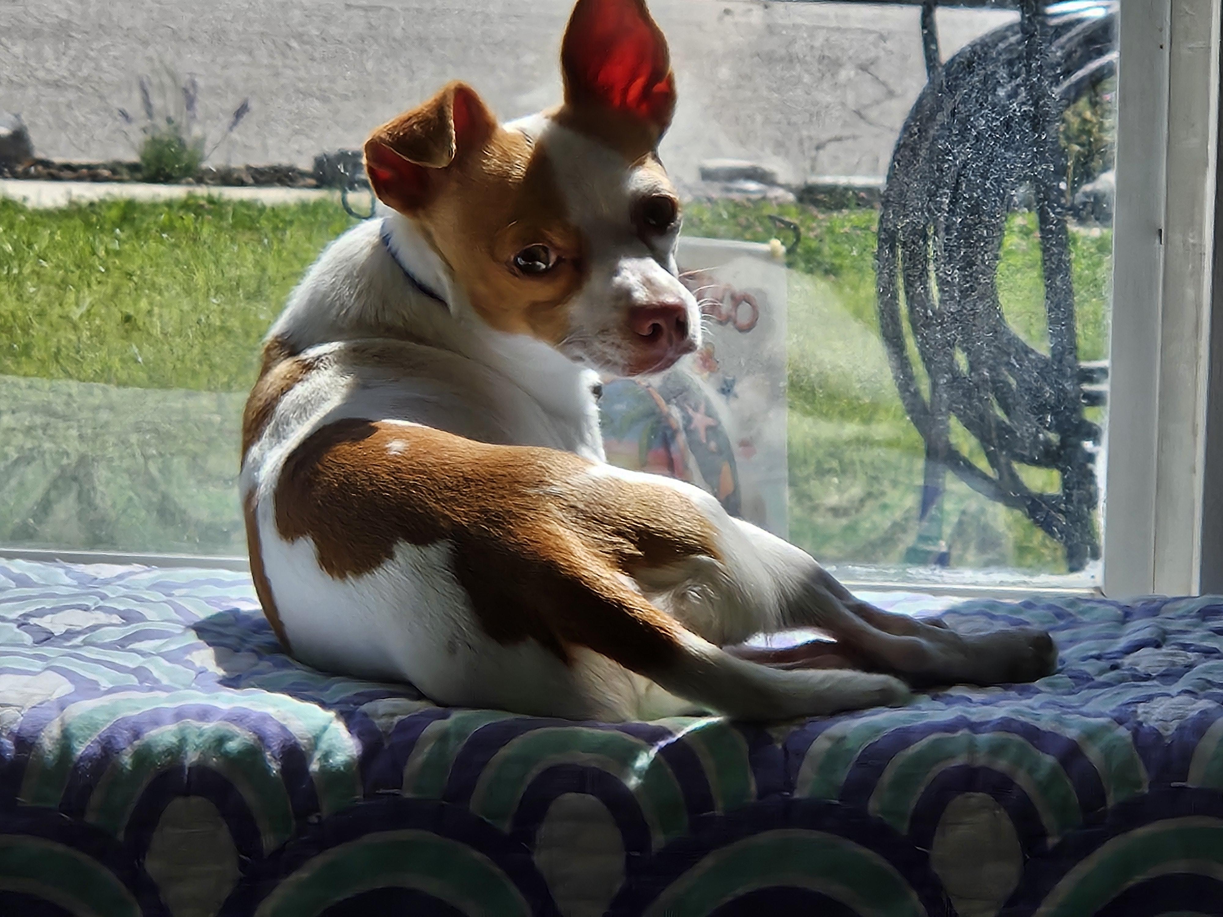 Linkin Bark, a ADOPTABLE Chihuahua in Salt Lake City, UT image 2/4