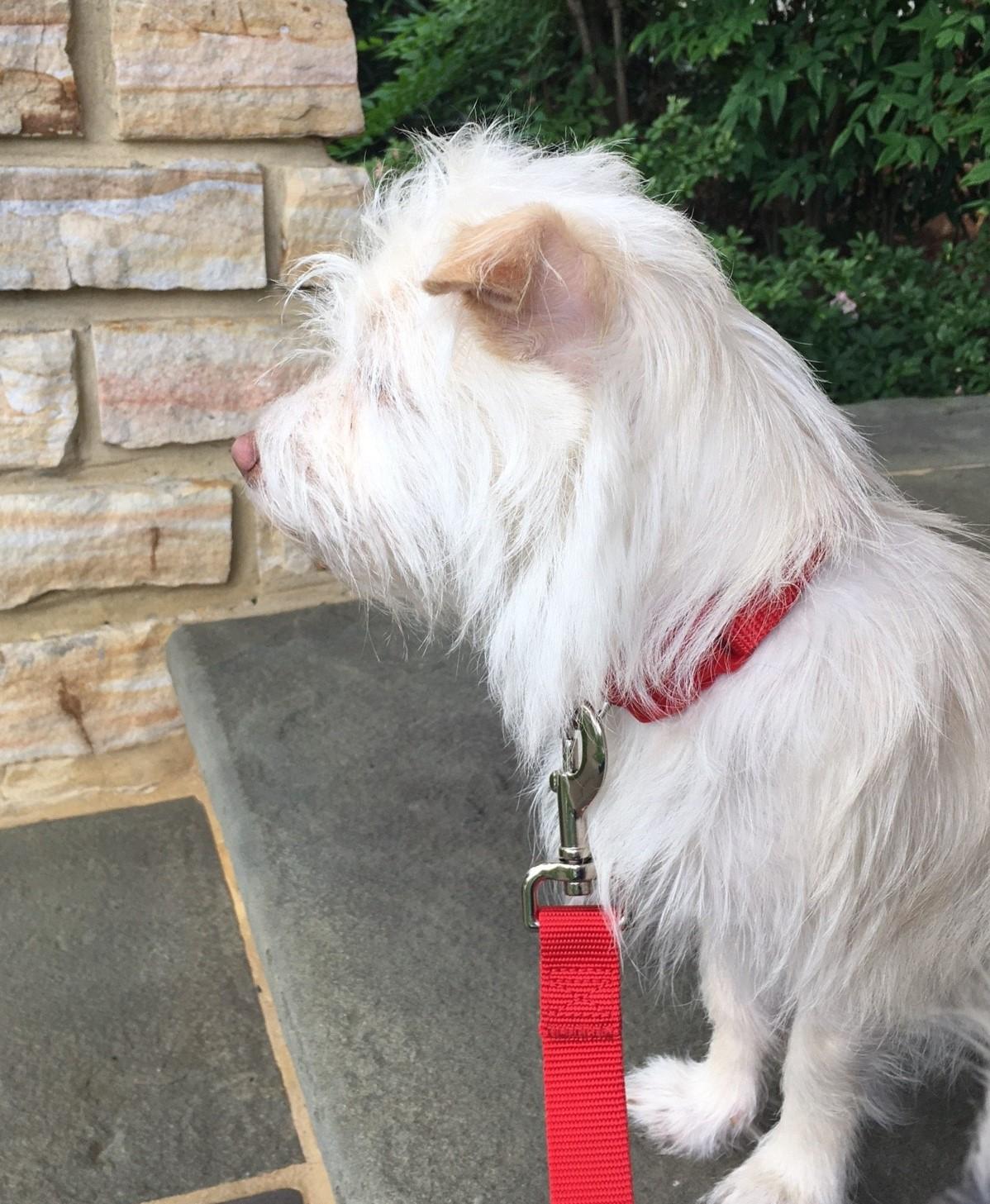 Enlarge Winnie, a Adopted mixed breed in Dunn Loring, VA image 1/4