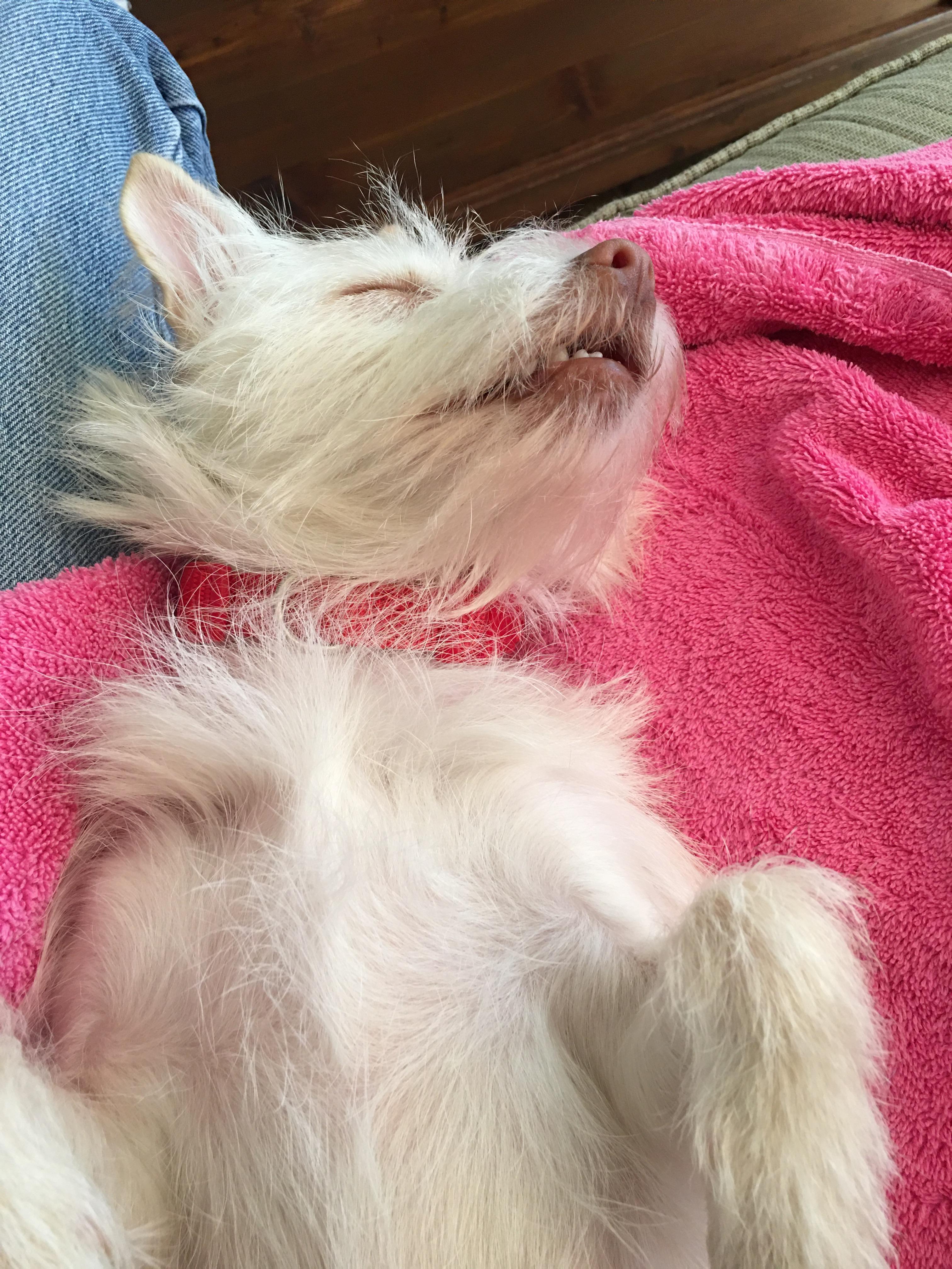 Enlarge Winnie, a Adopted mixed breed in Dunn Loring, VA image 2/4