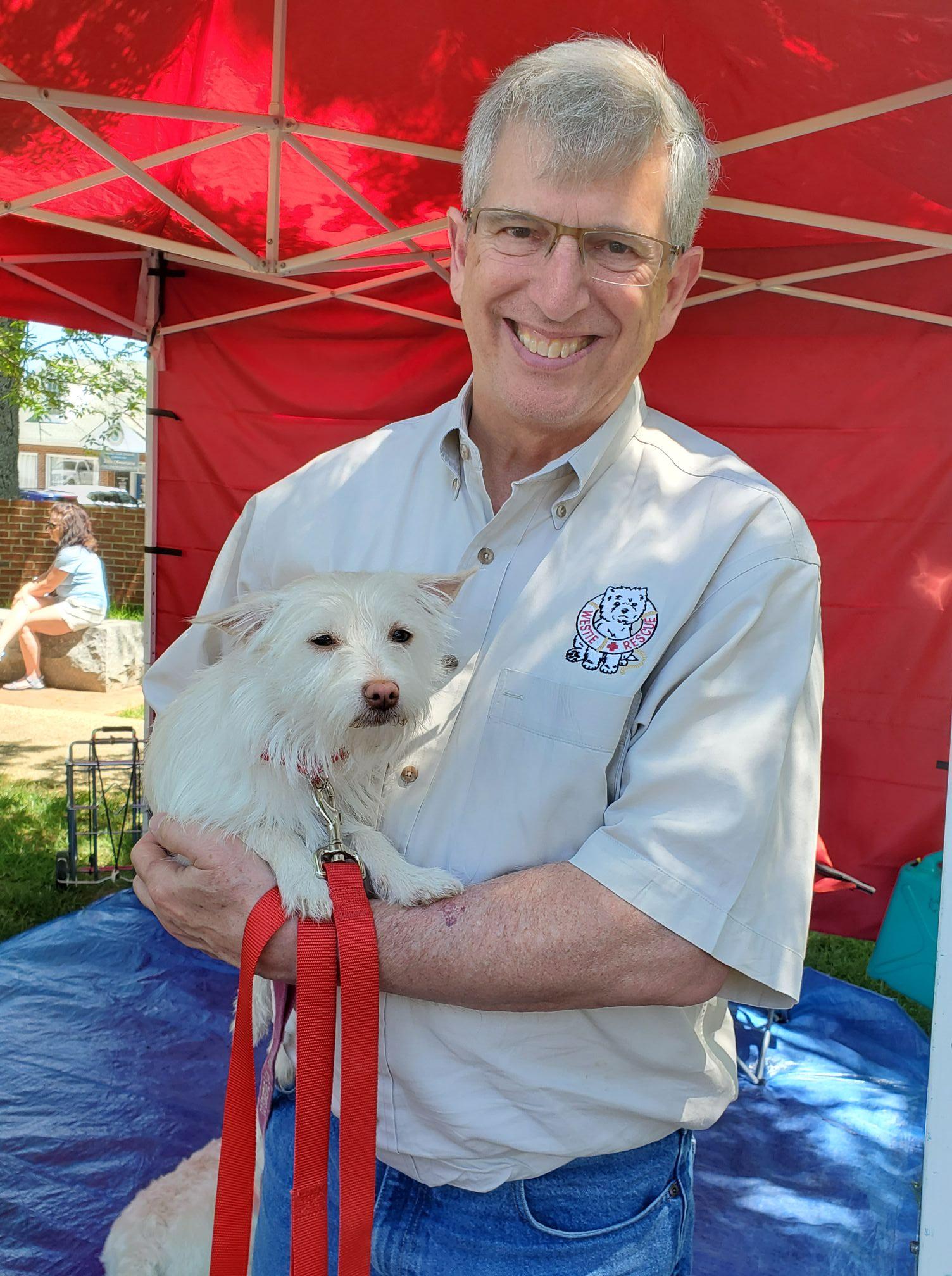 Winnie, Adopted, Young Female Chihuahua & West Highland White Terrier / Westie.