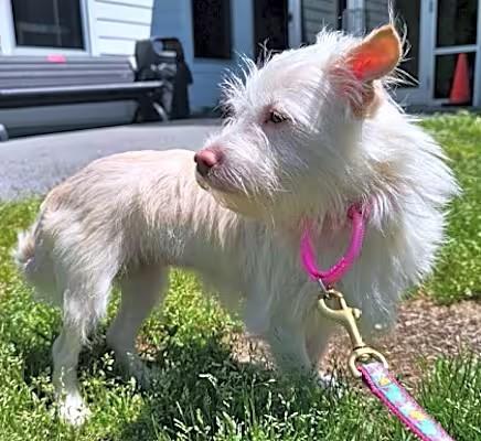 Enlarge Winnie, a Adopted mixed breed in Dunn Loring, VA image 4/4