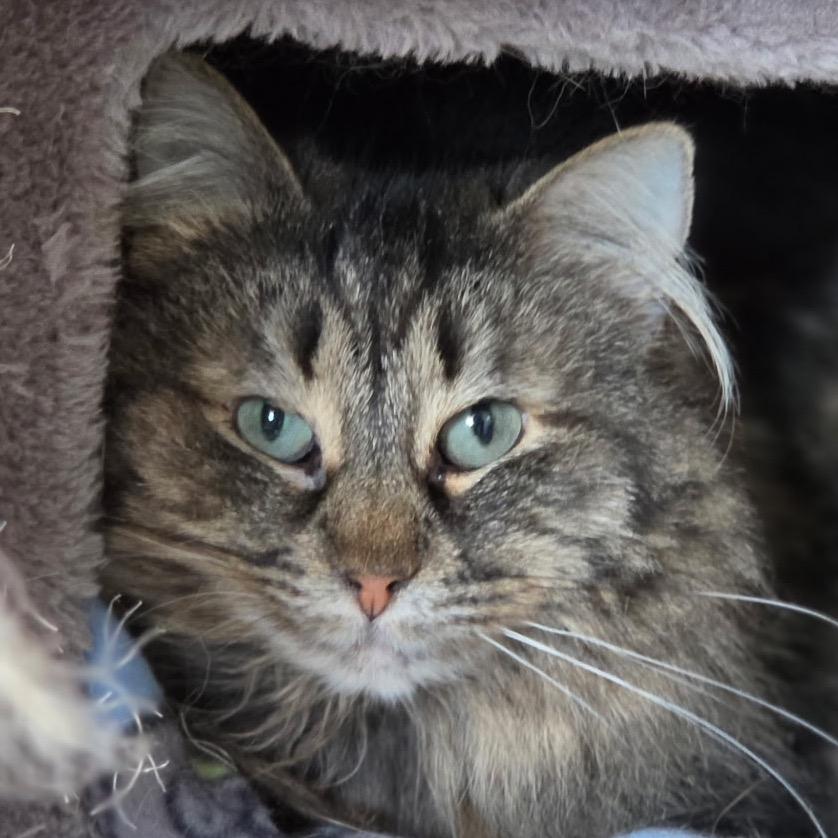 Enlarge Sweetie, a Adoptable Domestic Long Hair in Zimmerman, MN image 3/3