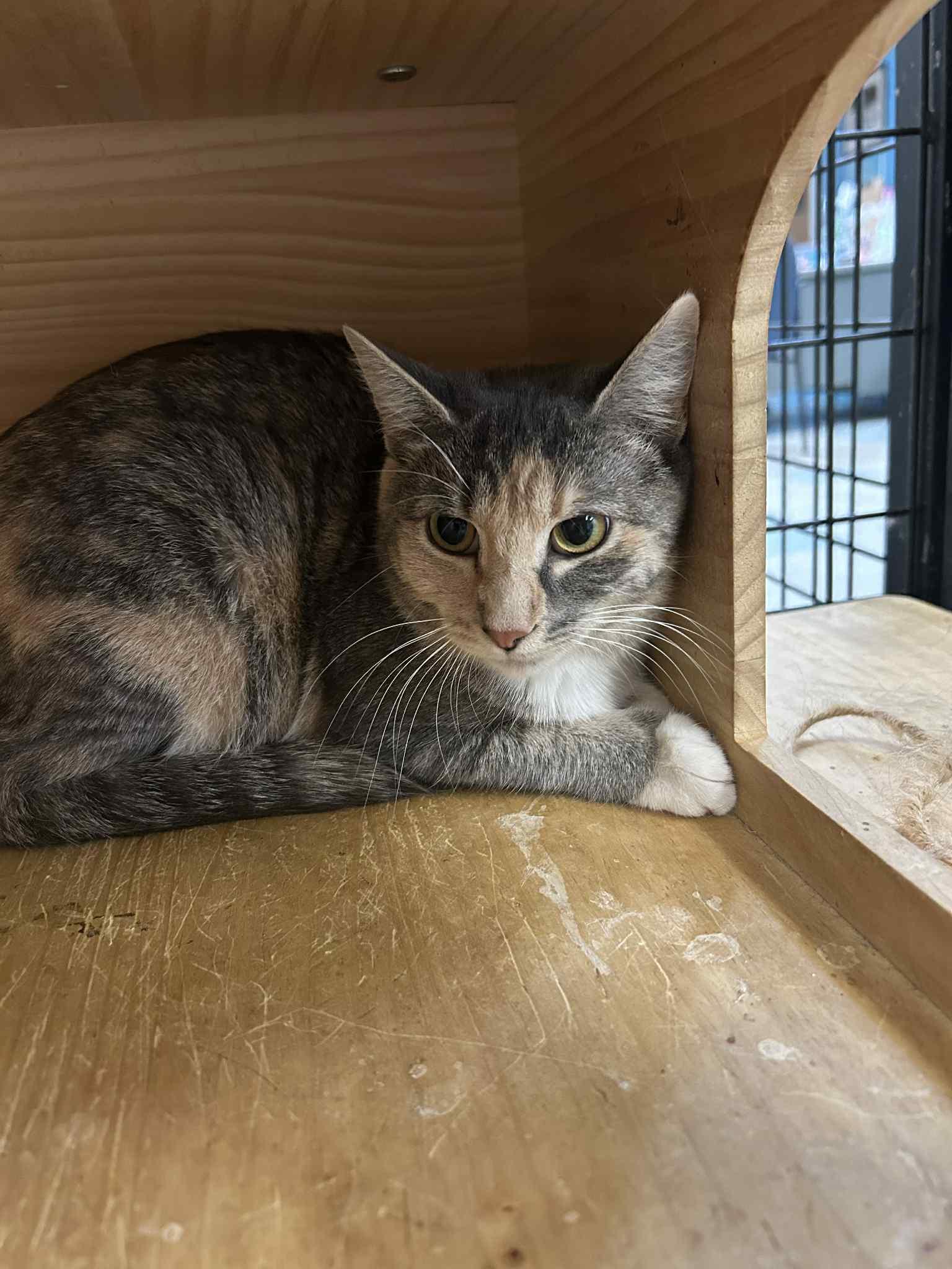 Amia, ADOPTABLE, Adult Female Domestic Short Hair.