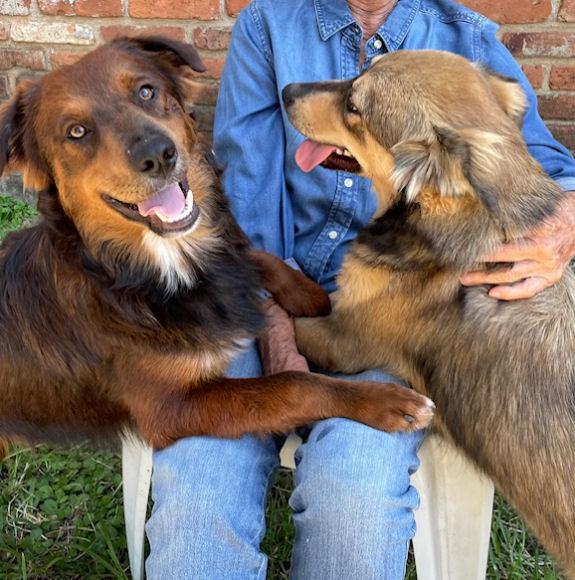 Enlarge Nelson, a Adoptable mixed breed in Fort Worth, TX image 1/4