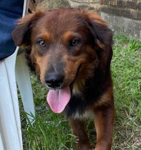 Enlarge Nelson, a Adoptable mixed breed in Fort Worth, TX image 2/4