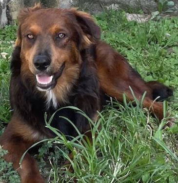 Enlarge Nelson, a Adoptable mixed breed in Fort Worth, TX image 3/4