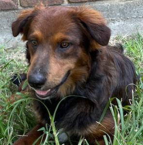 Enlarge Nelson, a Adoptable mixed breed in Fort Worth, TX image 4/4