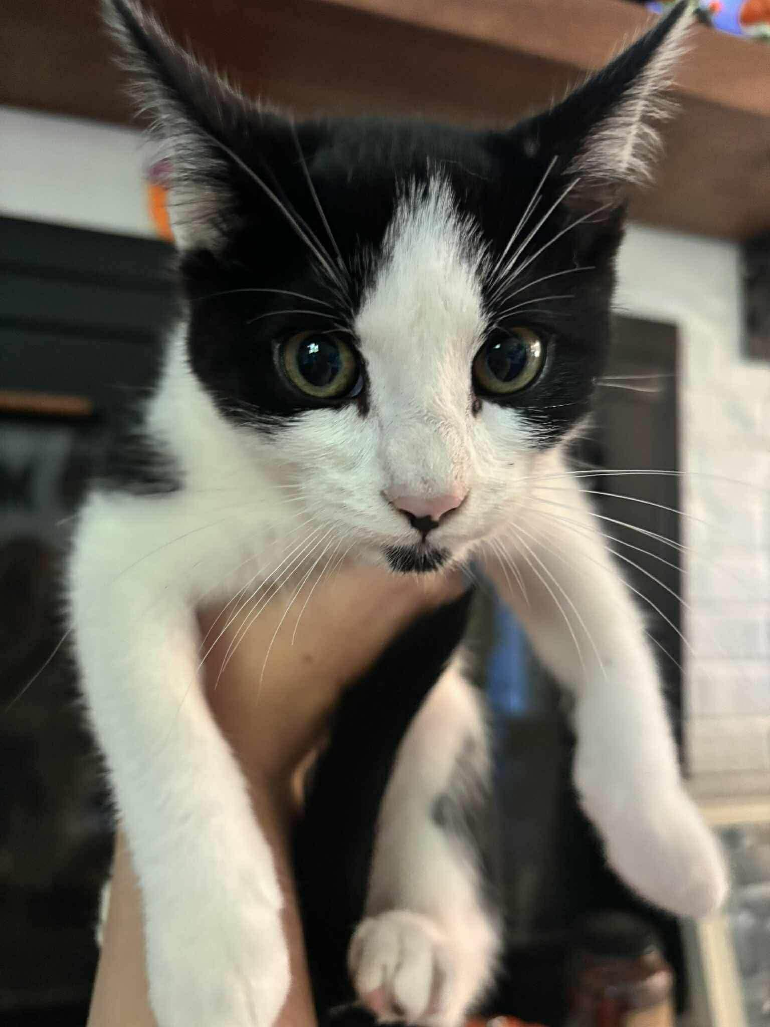 Oreo, a Adoptable mixed breed in Lumberton, NC image 1/2