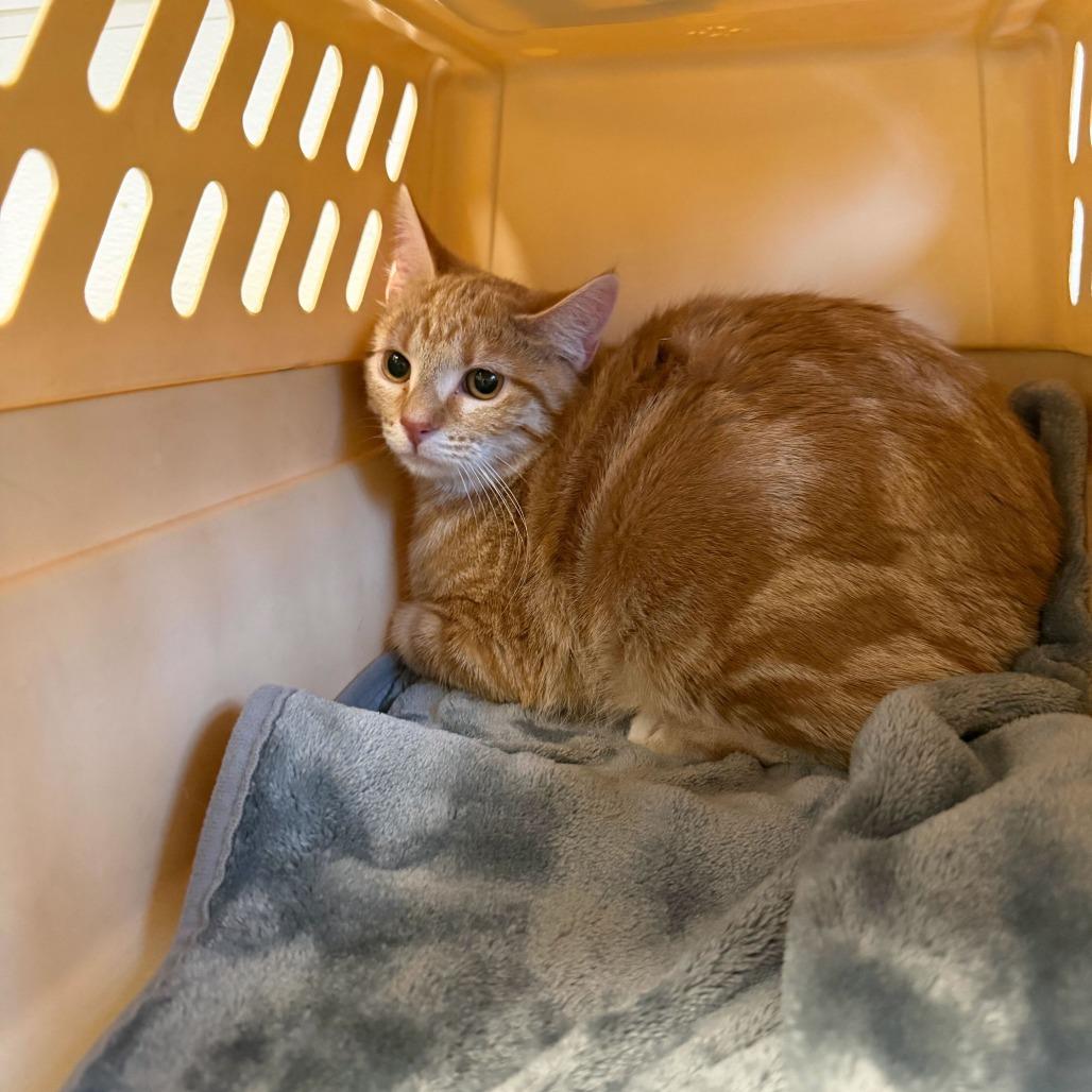 Curry, Adoptable, Young Female Domestic Short Hair.