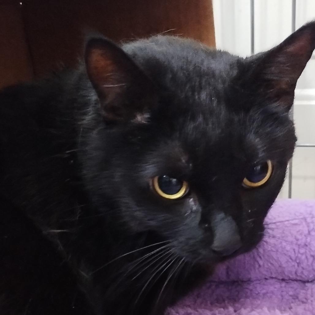 Munchkin, Adoptable, Adult Female Domestic Short Hair.