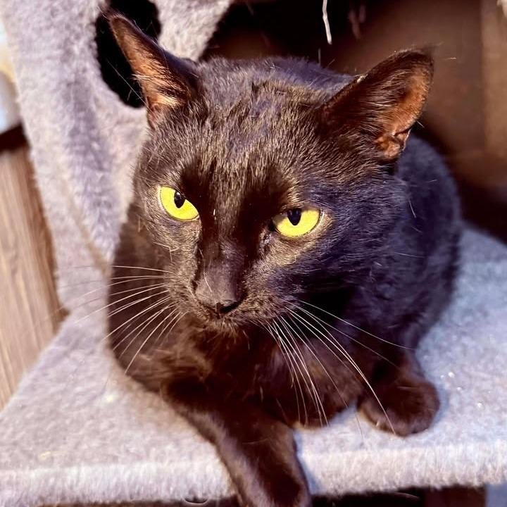 Enlarge Munchkin, a Adoptable Domestic Short Hair in Marion, IL image 2/2