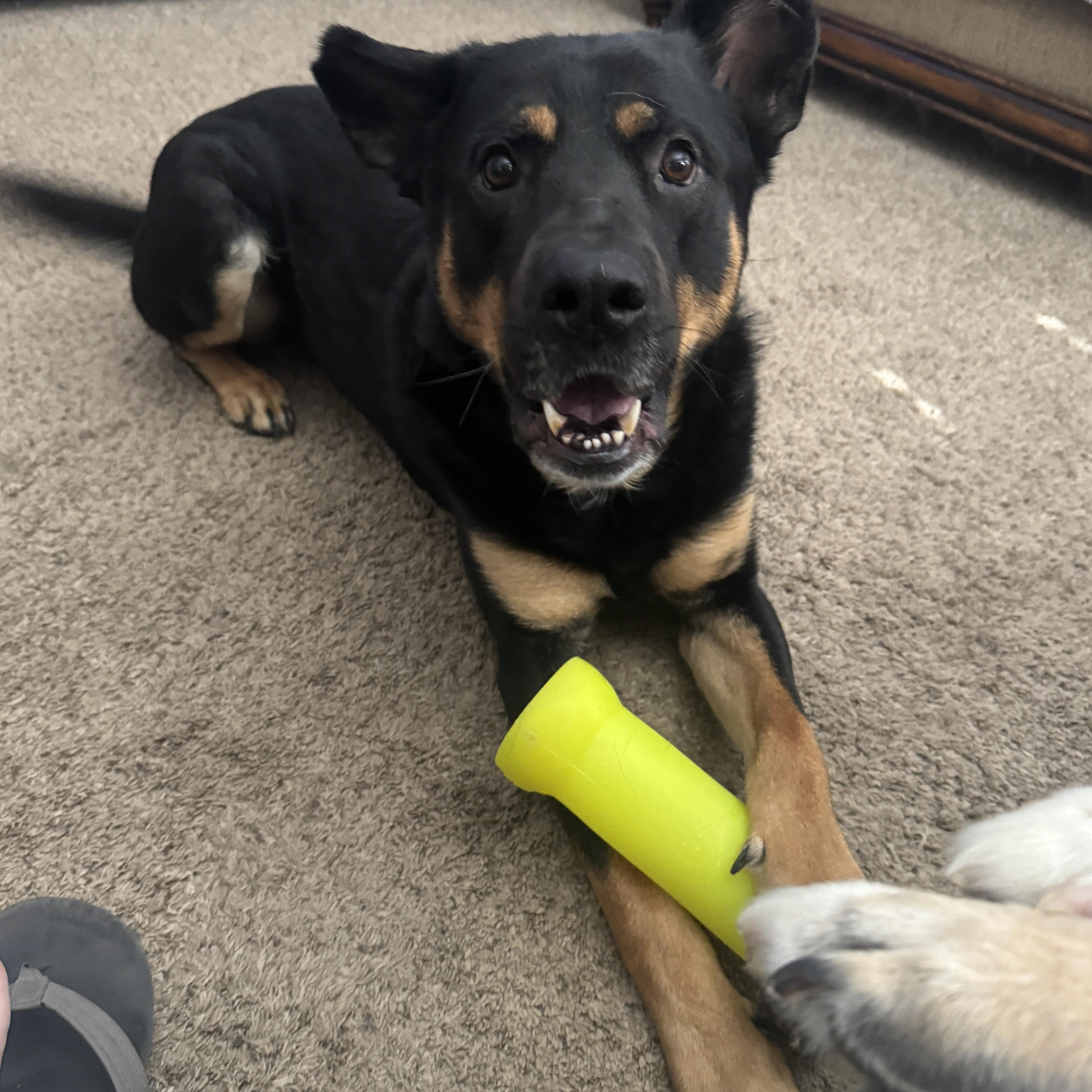 Cota, adopted, Young Male Rottweiler & German Shepherd Dog.