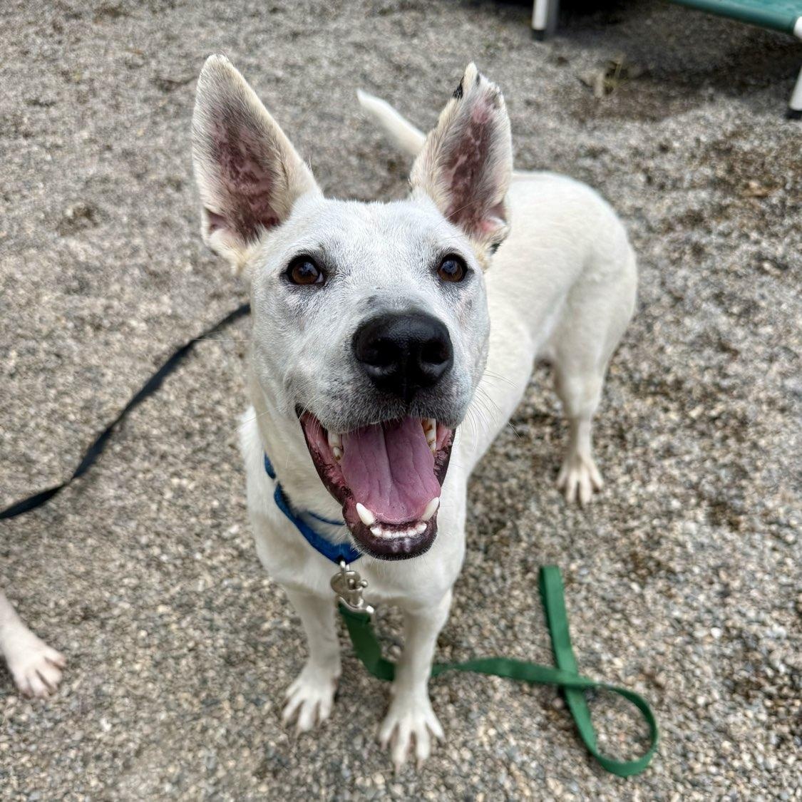 Kuka, a ADOPTABLE Mixed Breed in Adrian, MI image 2/5