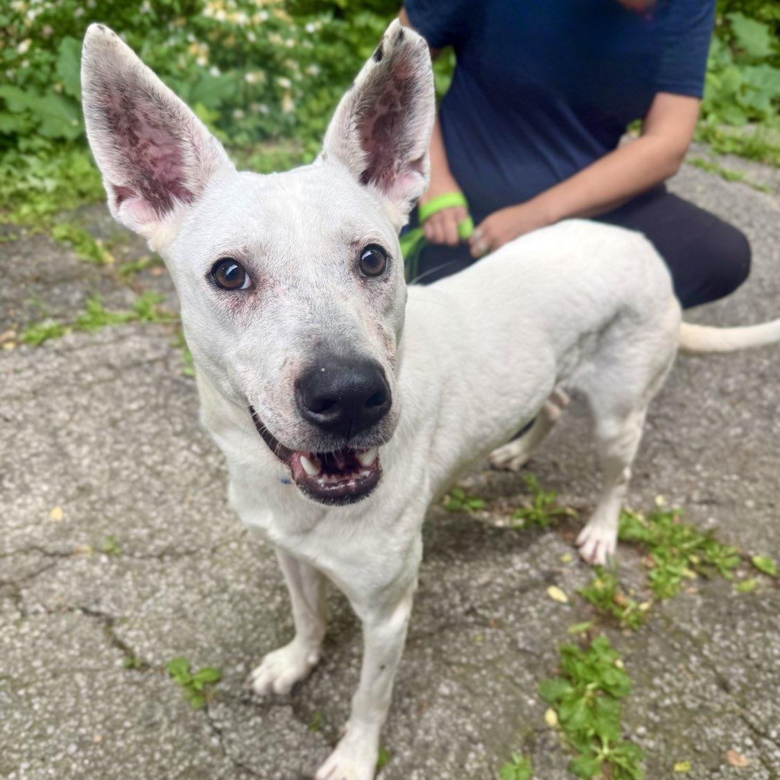 Kuka, a ADOPTABLE Mixed Breed in Adrian, MI image 1/5