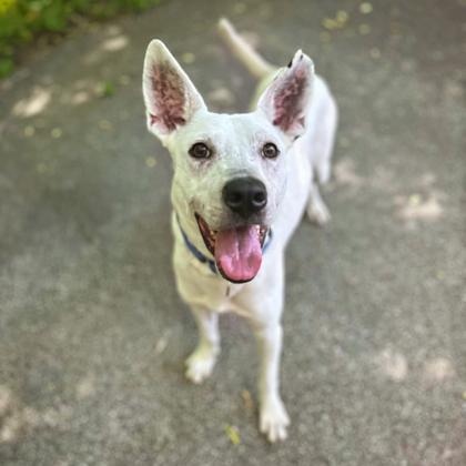 Kuka, a ADOPTABLE Mixed Breed in Adrian, MI image 3/5