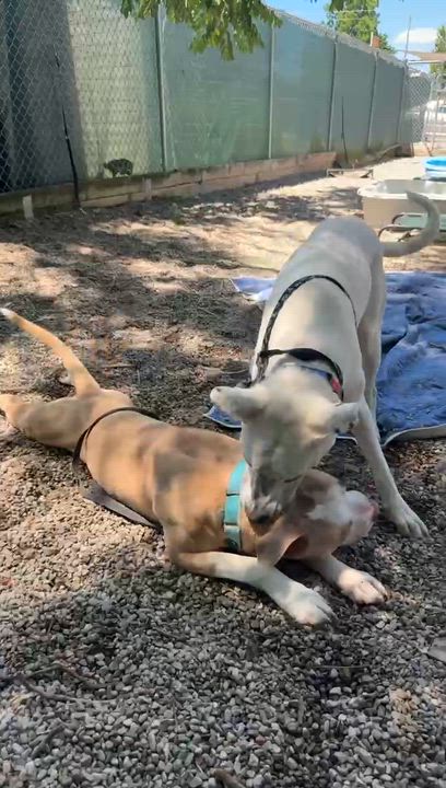 Enlarge Kuka, a ADOPTABLE Mixed Breed in Adrian, MI video 4/5