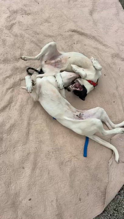 Enlarge Kuka, a ADOPTABLE Mixed Breed in Adrian, MI video 5/5